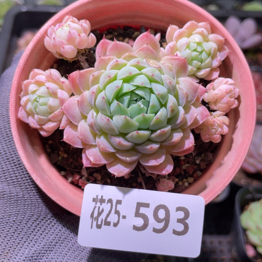 花利美25-593羊脂球