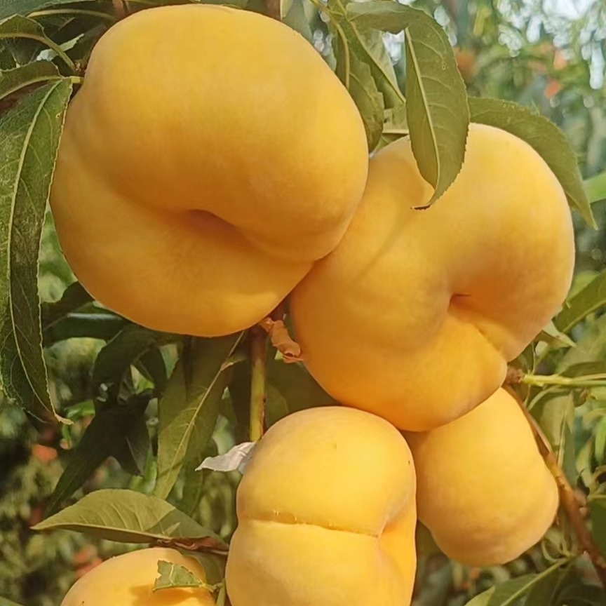 中果桃之源中蟠102号黄肉毛蟠桃苗