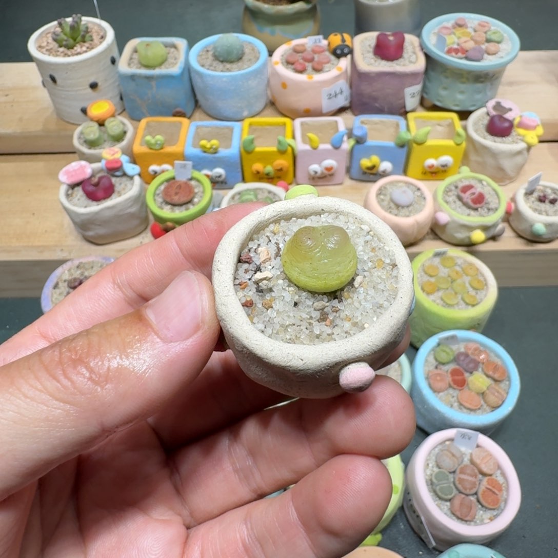 红陶寻*蘑菇300拉登