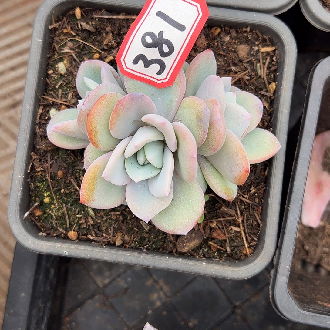 381号奶茶，一物一拍