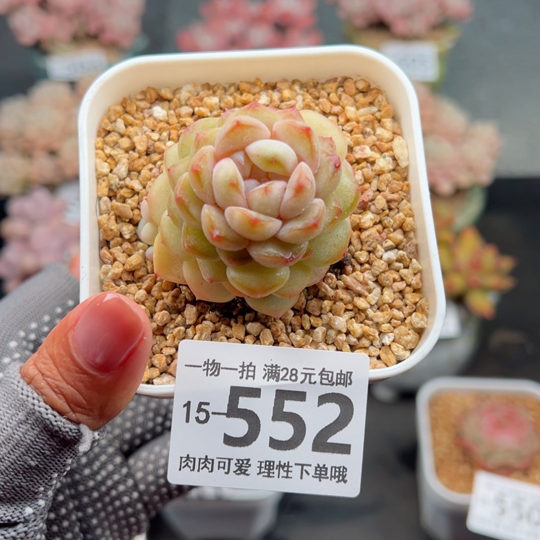 香格里拉多肉多肉