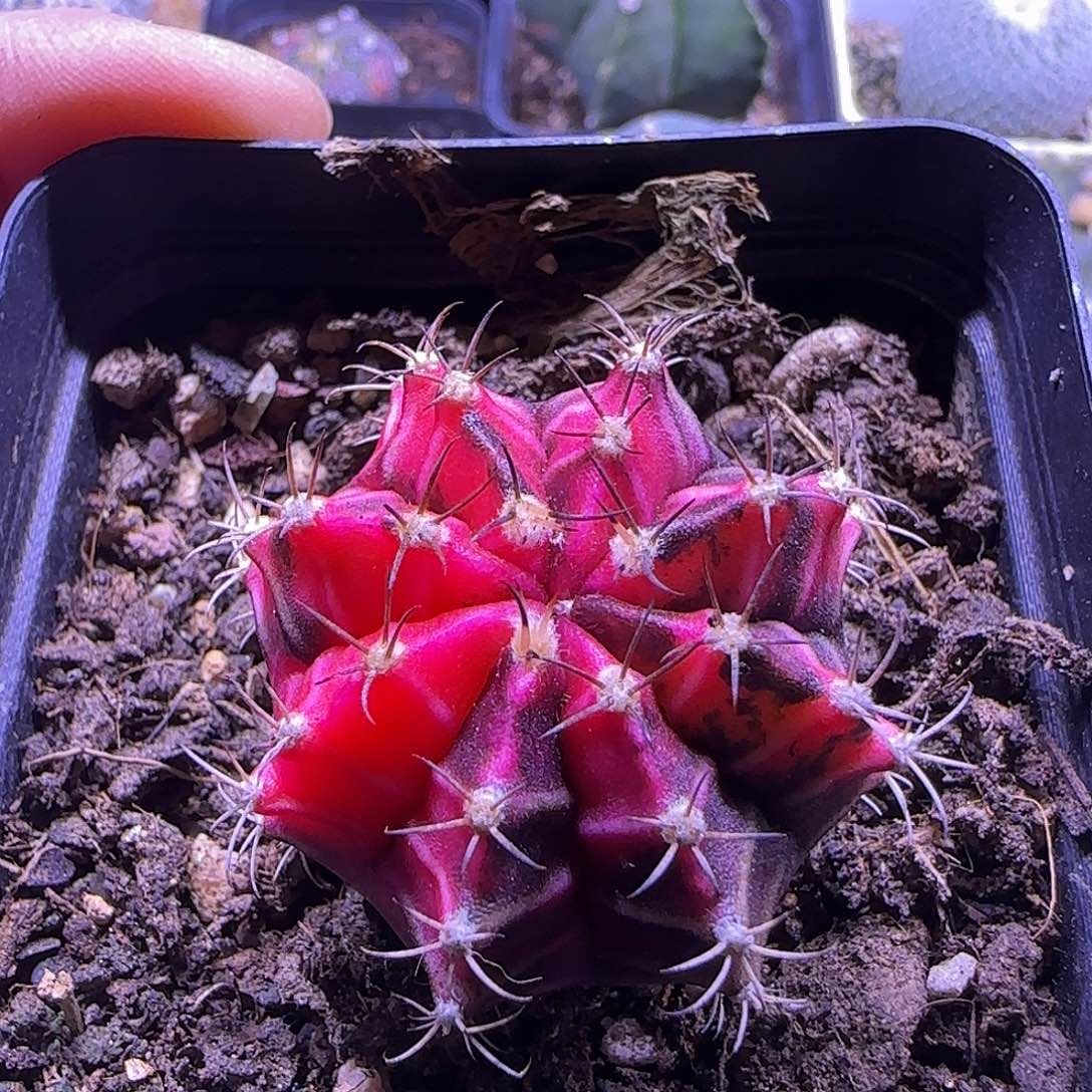 粉钻牡丹一物一拍