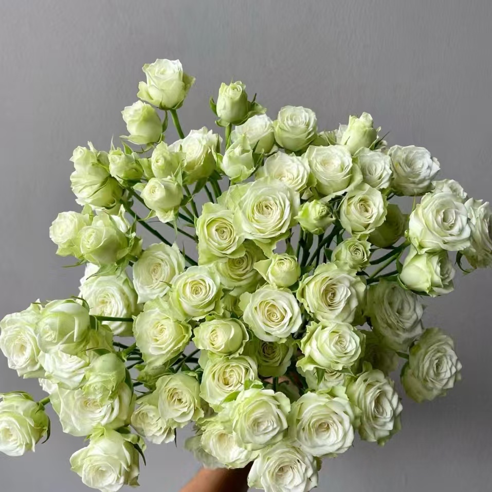 繁星多头玫瑰-家养鲜花云南基地直发-