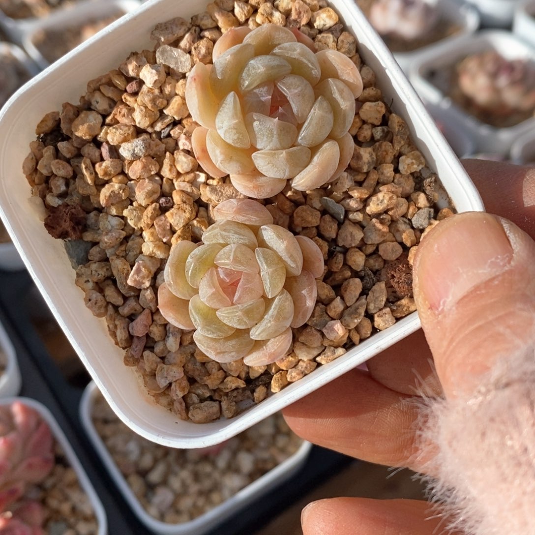 精品多肉一物一拍3