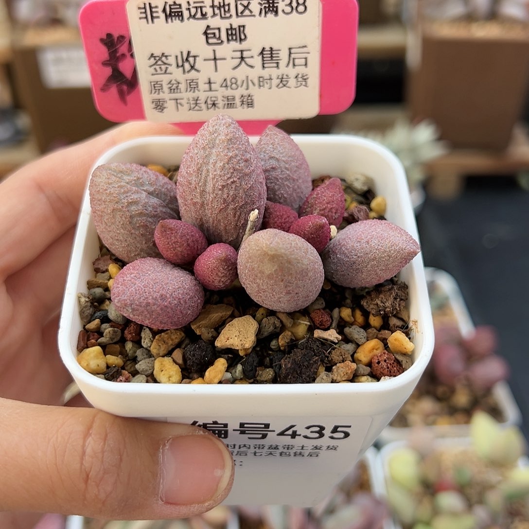 435服部多肉植物