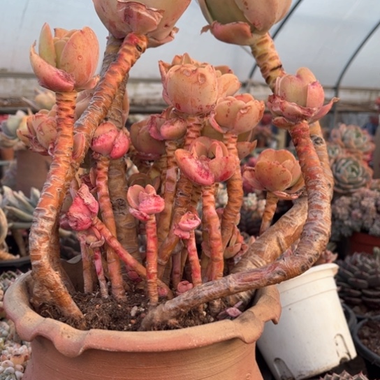 久****?多肉植物的植物