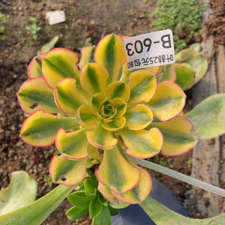 603太阳神不包掉头12345678多肉