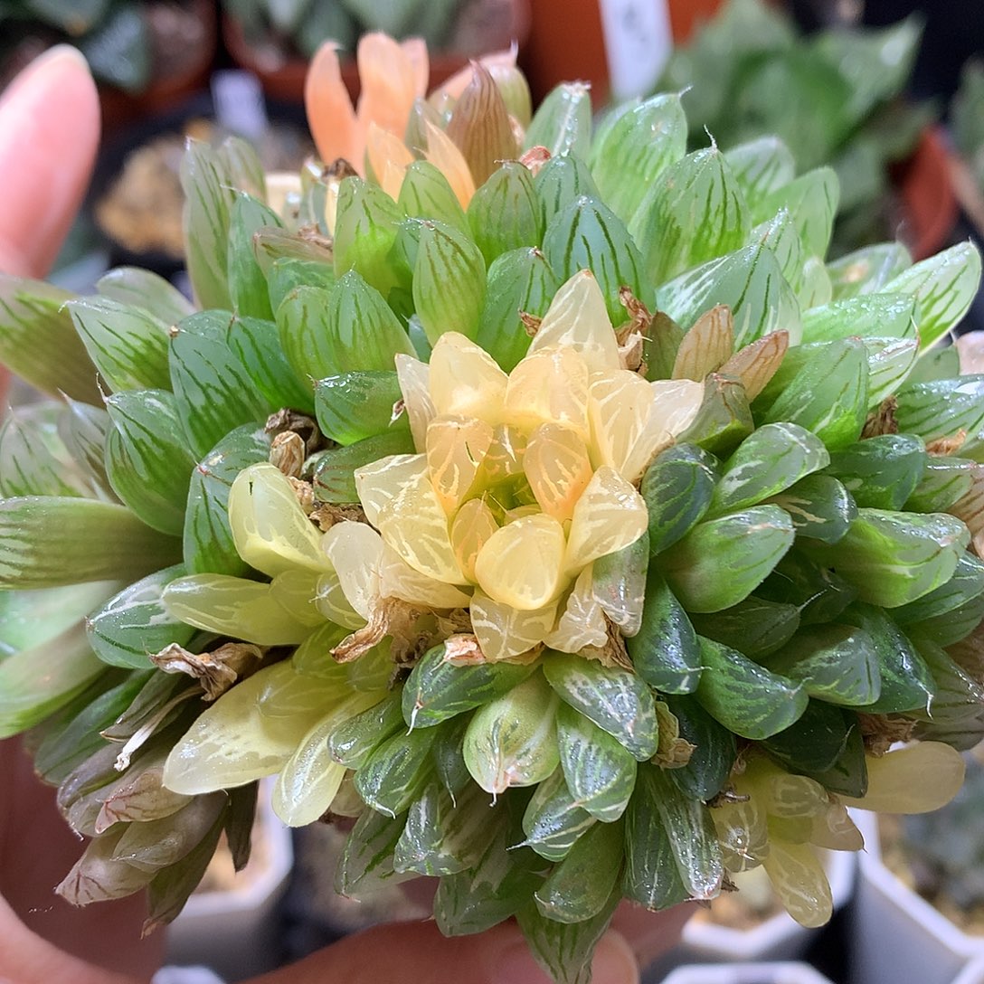 花火玉露锦带盆盆土won