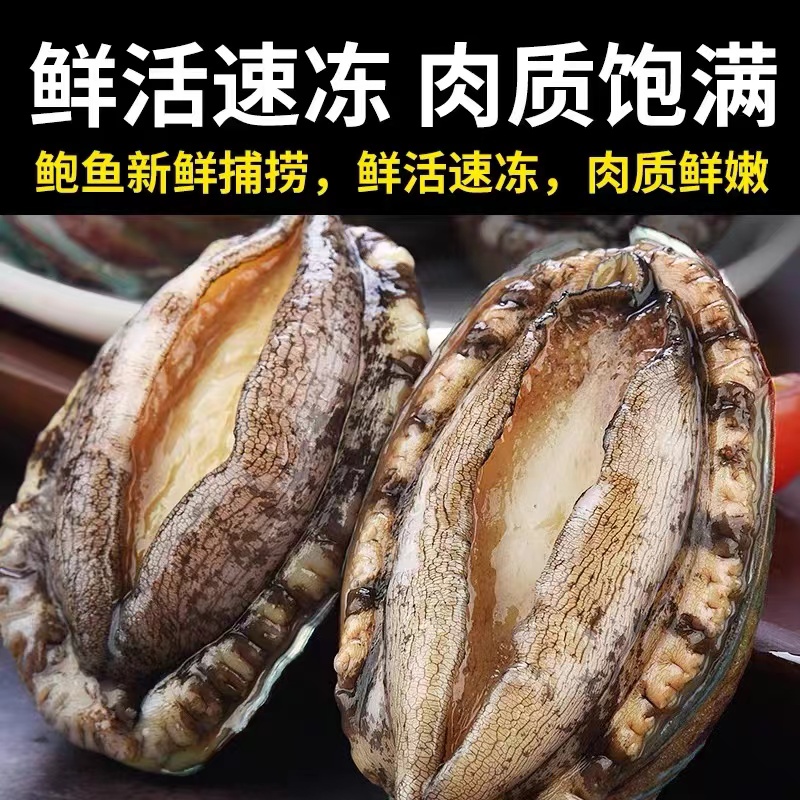 特大号鲍鱼鲜活冷冻8头鲍鱼6-7CM/只新鲜速冻东山岛海鲜特产鲍鱼