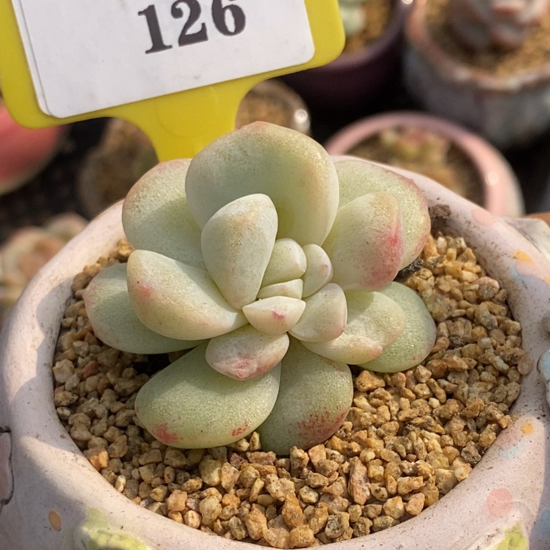 7126冰玉石化白锦多肉