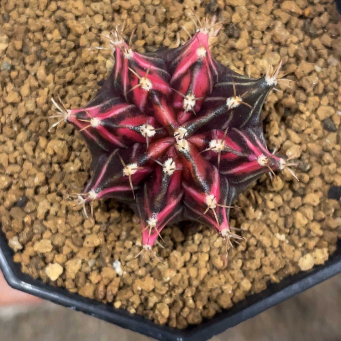 当前无花朵，栽培后可花朵黑红虎斑