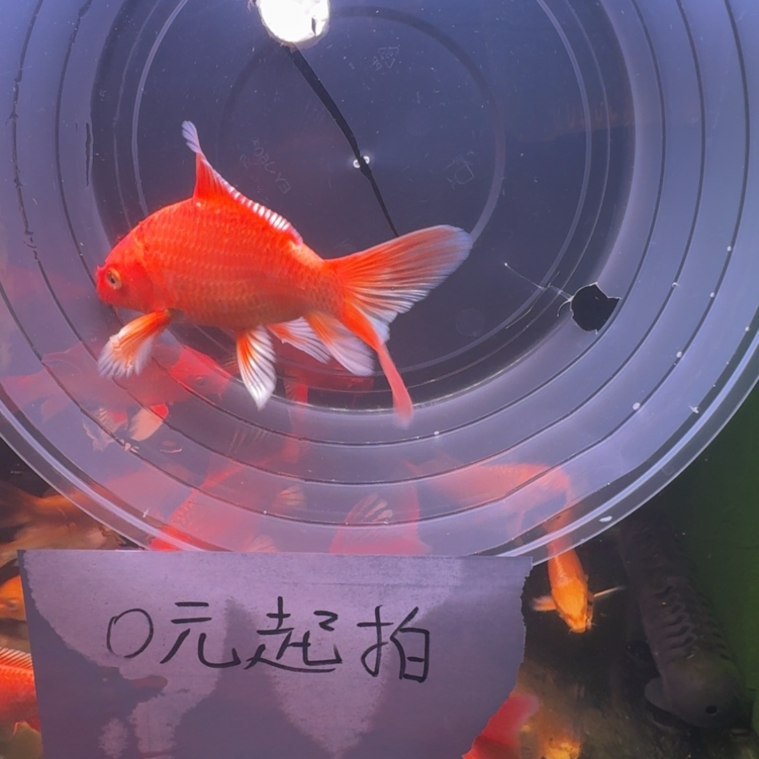 中国大陆红色蝴蝶鲤158