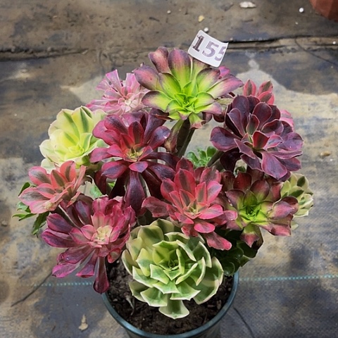 T***R法师嫁接的时候就会有155