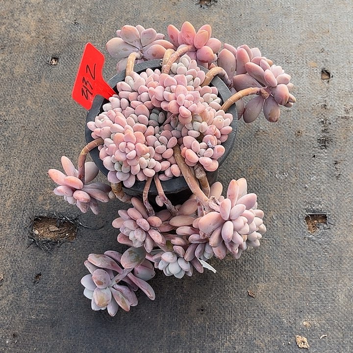 芋***糖000000000000000000002132