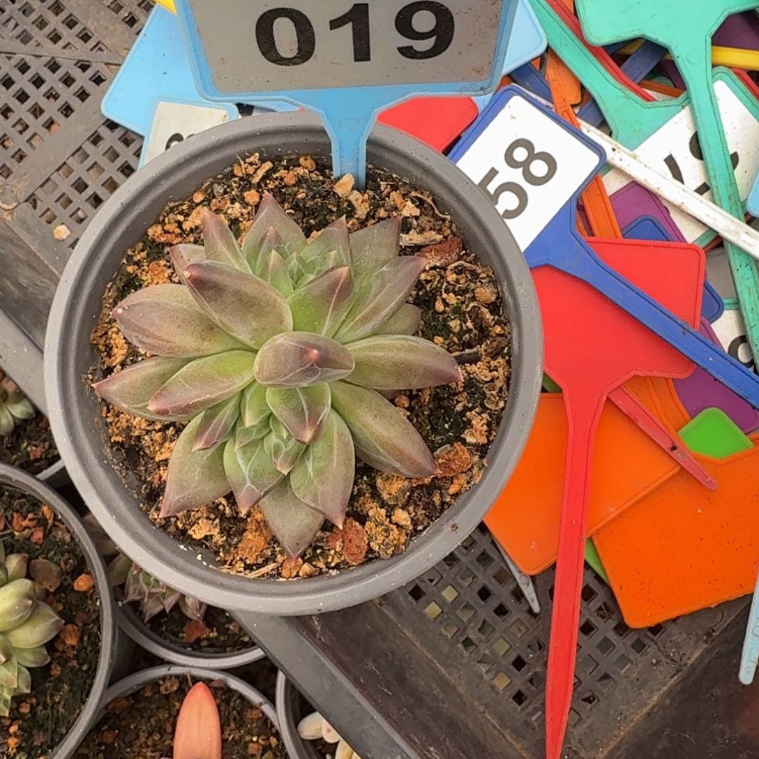 多肉植物娜美优选091