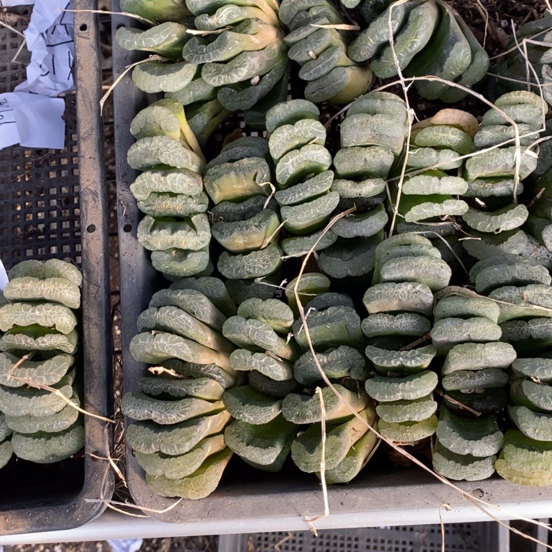 1303 一颗实生大玉扇 超级福利