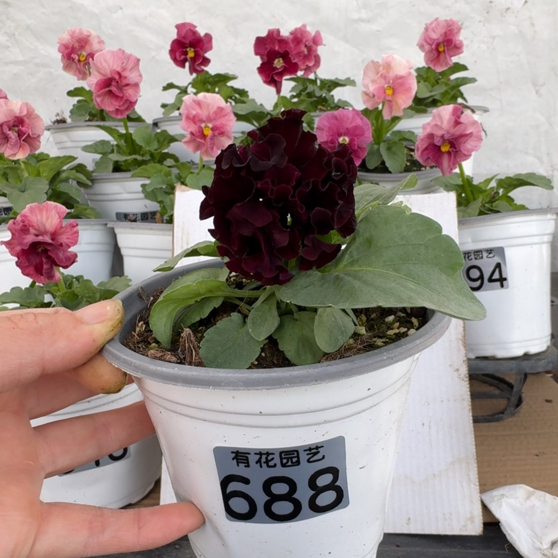 全部花朵688号角堇