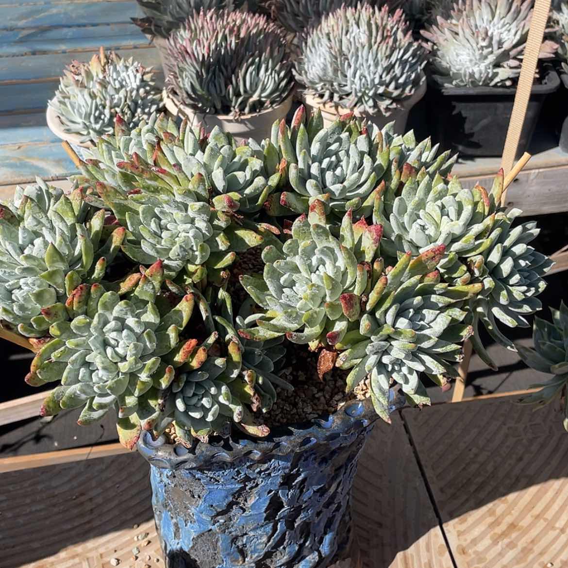 【闪购商品】帕翠莎超大群