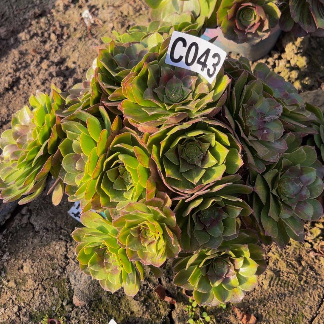 抹茶法师26/////17包邮