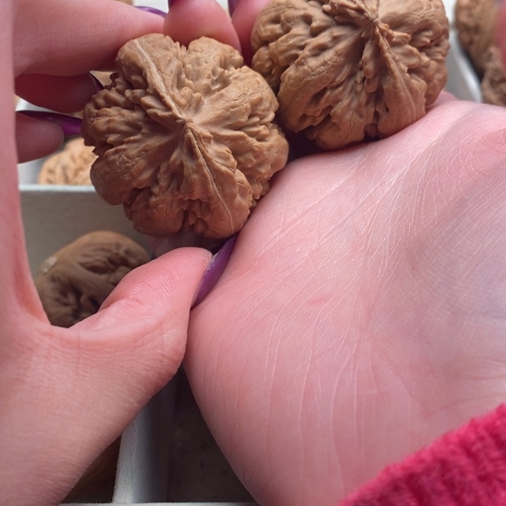 M***龍霸王龙全品无修一刀没动