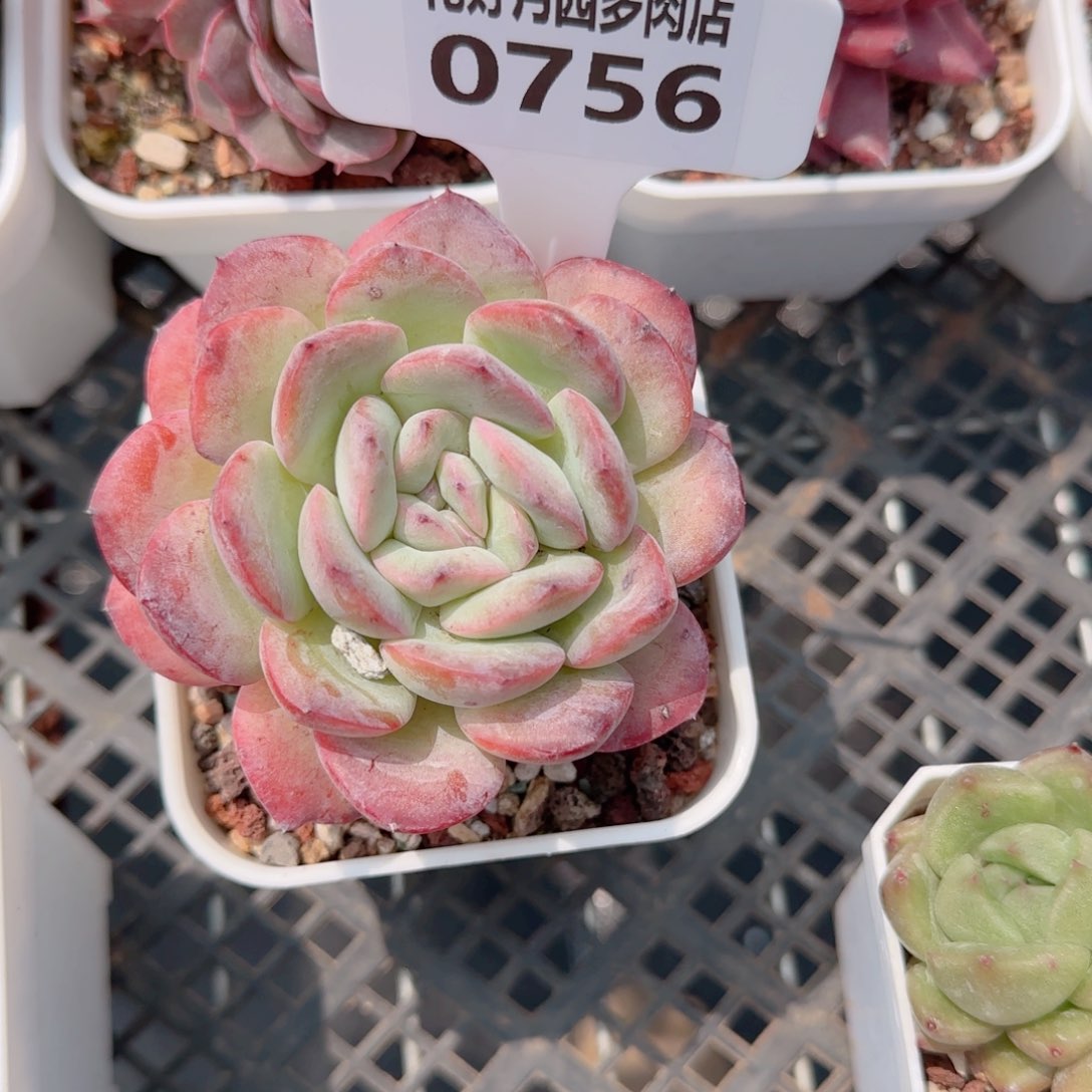 多肉植物0756………！你 
