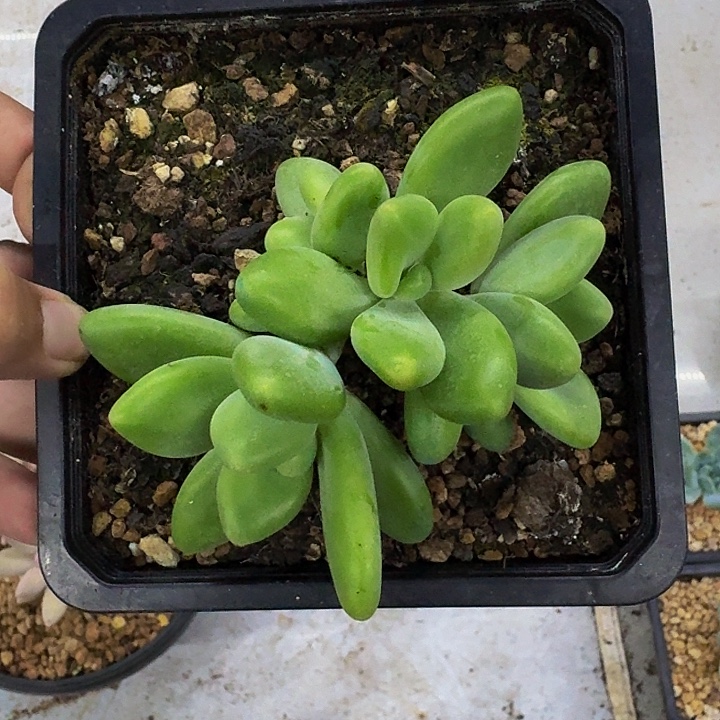 法力达 4头 一物一拍