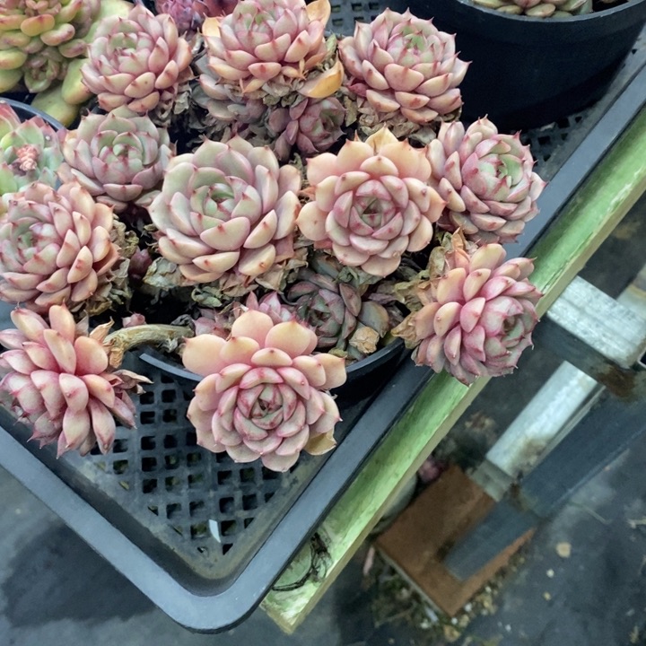 唯****忧一物一拍本吧多肉50