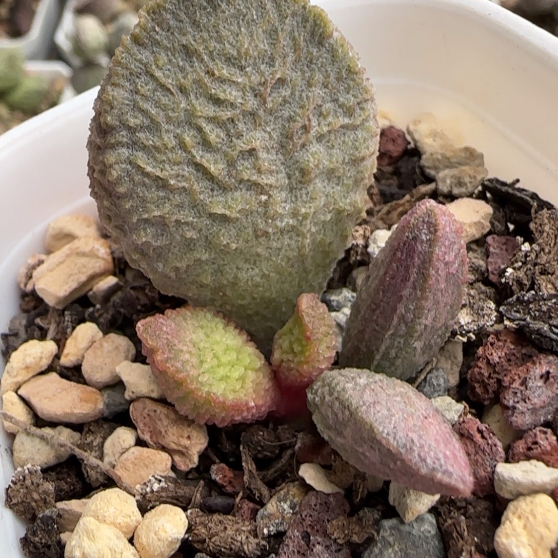 法式鹅肝水泡多肉