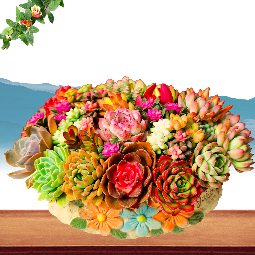 精品多肉大花园多肉盆栽(金玉满堂)