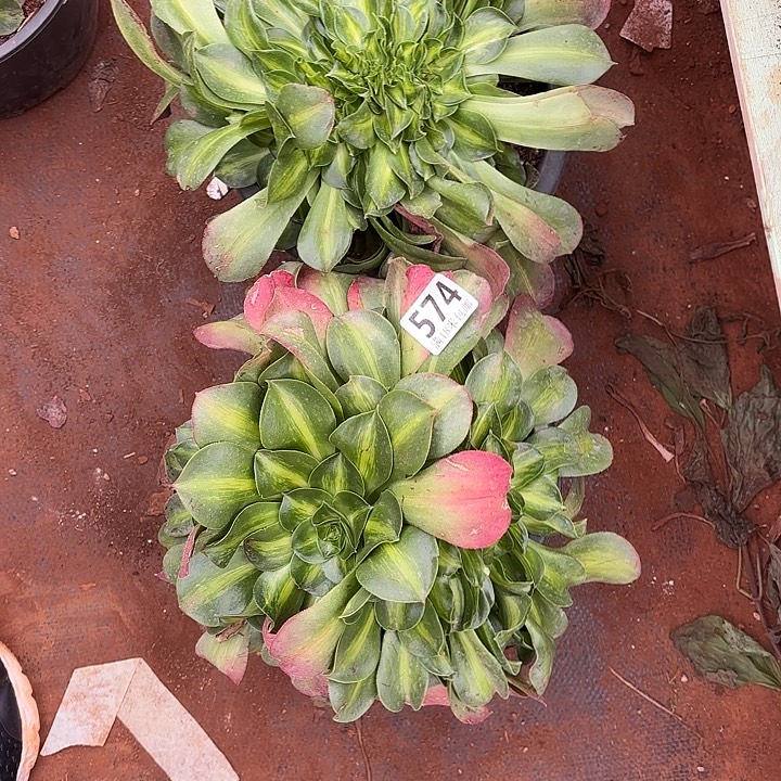 草***丁574香炉盘中班缀化诺米多肉法师锦不包侧枝断枝