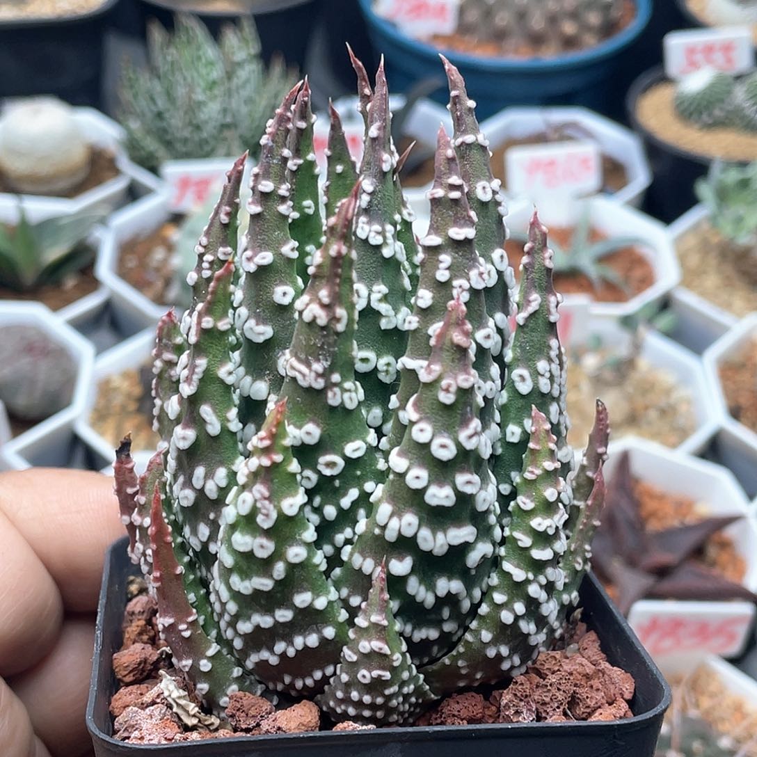 实生眼圈 致远多肉