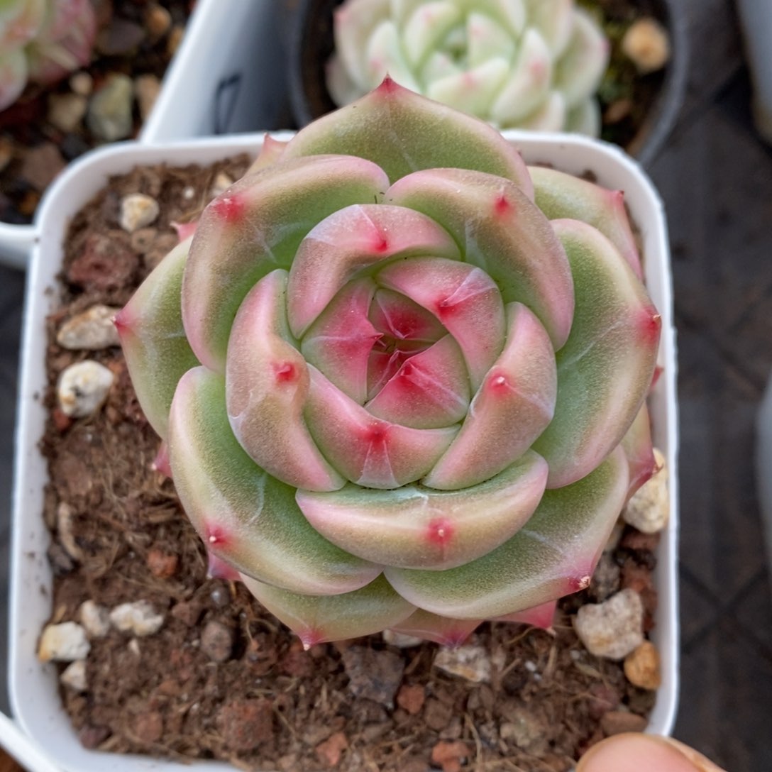 精品多肉一物一拍不包整66