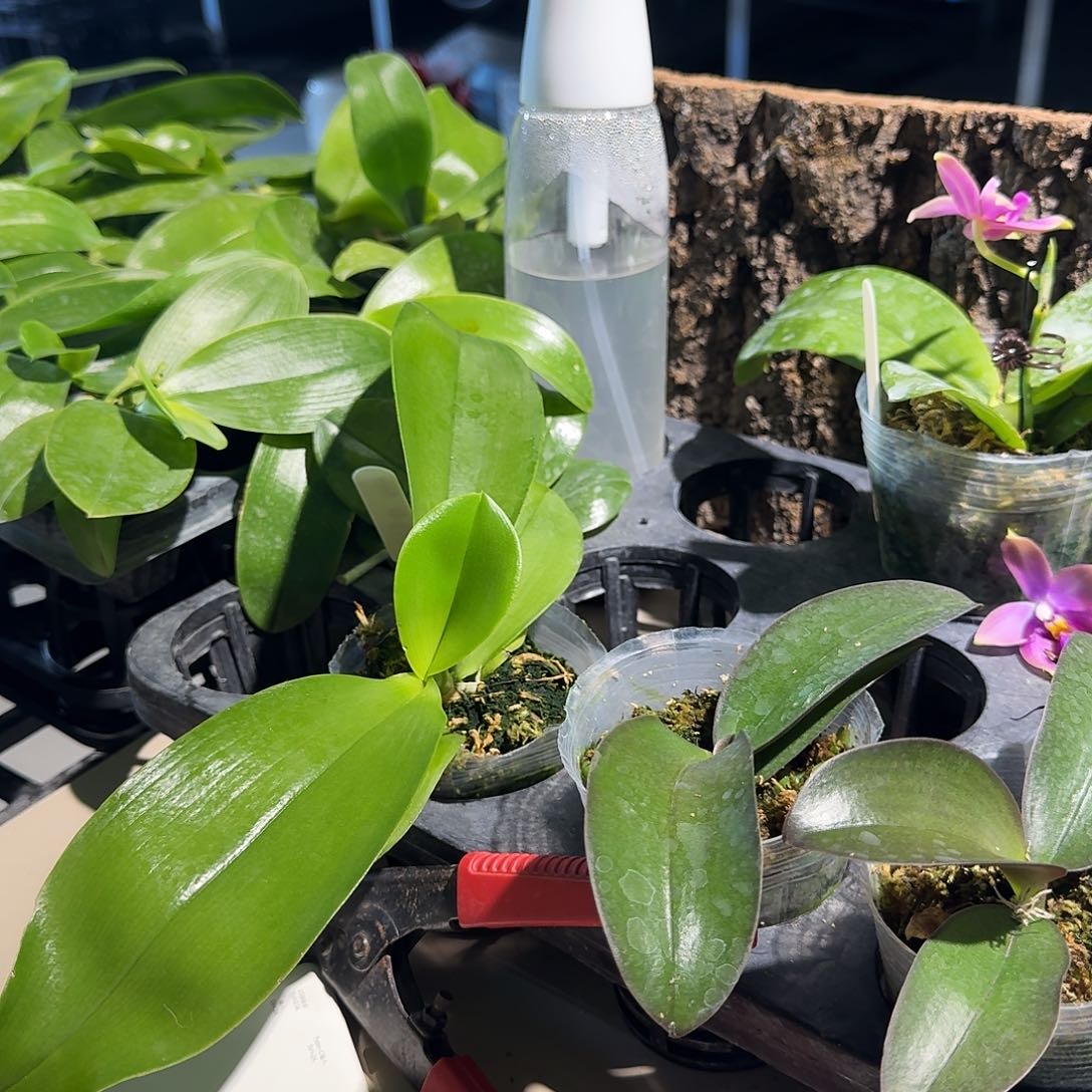 完全开放嘻*蝴蝶兰