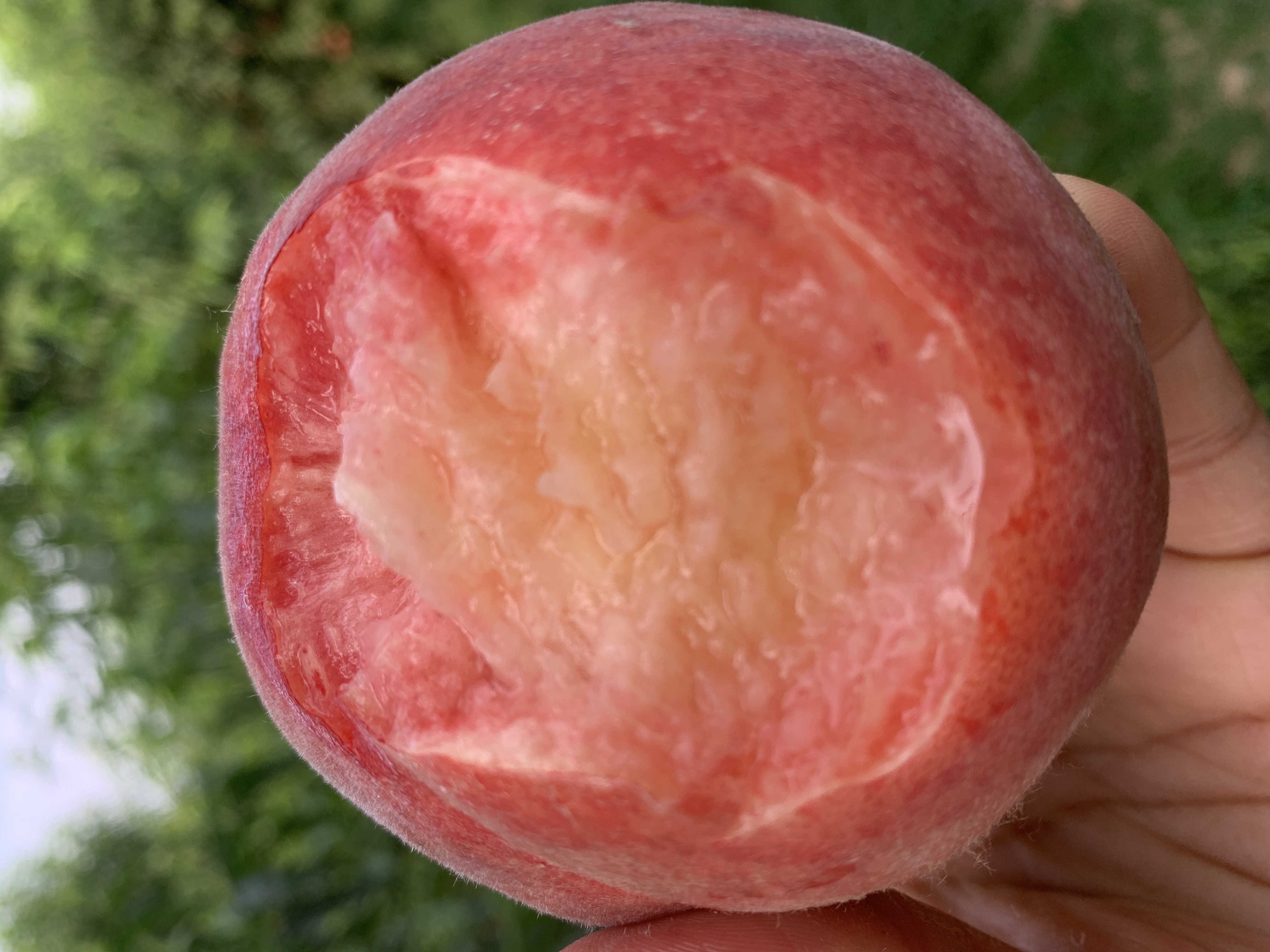 现摘现发新鲜水蜜桃毛桃脆桃新鲜水果