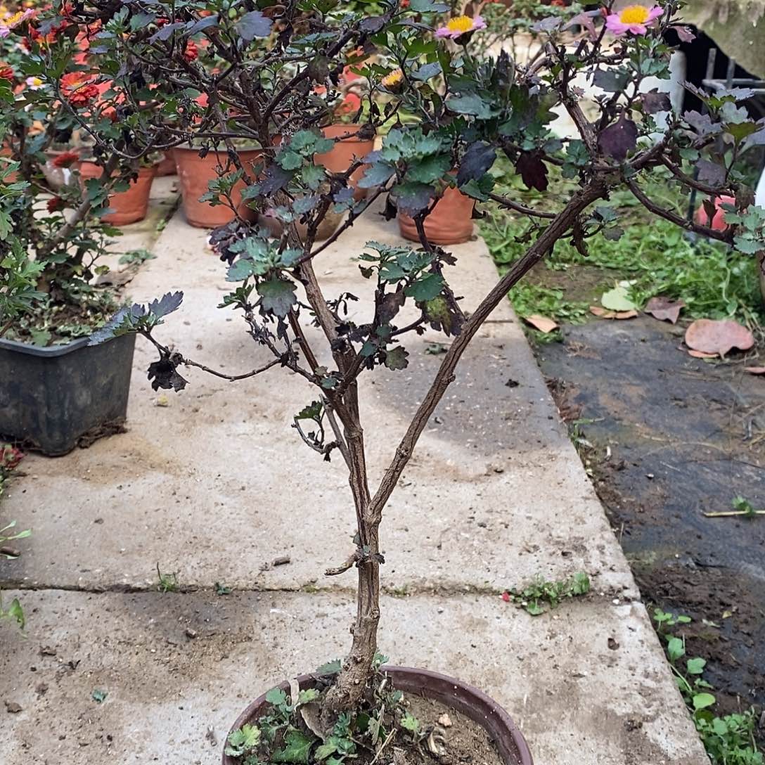 水***寒完全开放亏怕菊花少女