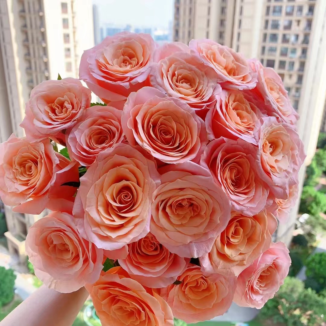 氧花季 微光玫瑰18支+2支防损 一单包邮 两单升级快递