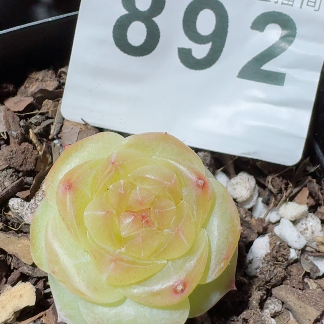 孤品         精品多肉