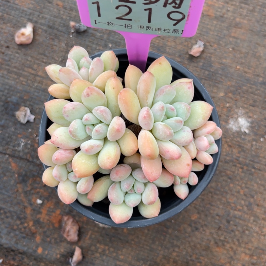 云尘多肉一物一拍1219，