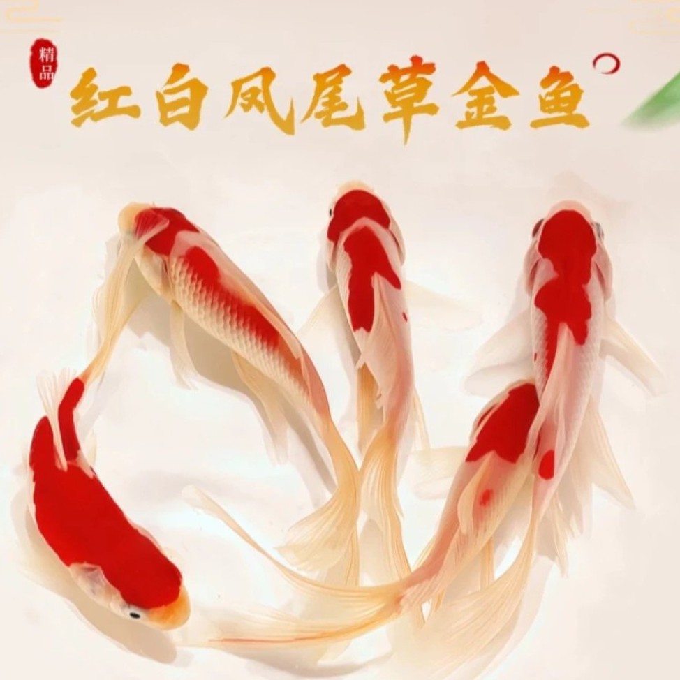 【冷链直发】精品红白凤尾金鱼7-9公分9条好养耐活冷水观赏鱼