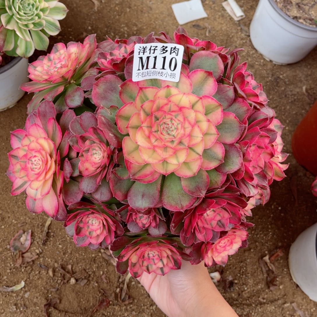 110荔枝 冠幅25左右