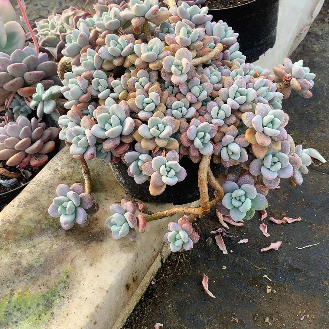 红洛神多肉一物一拍