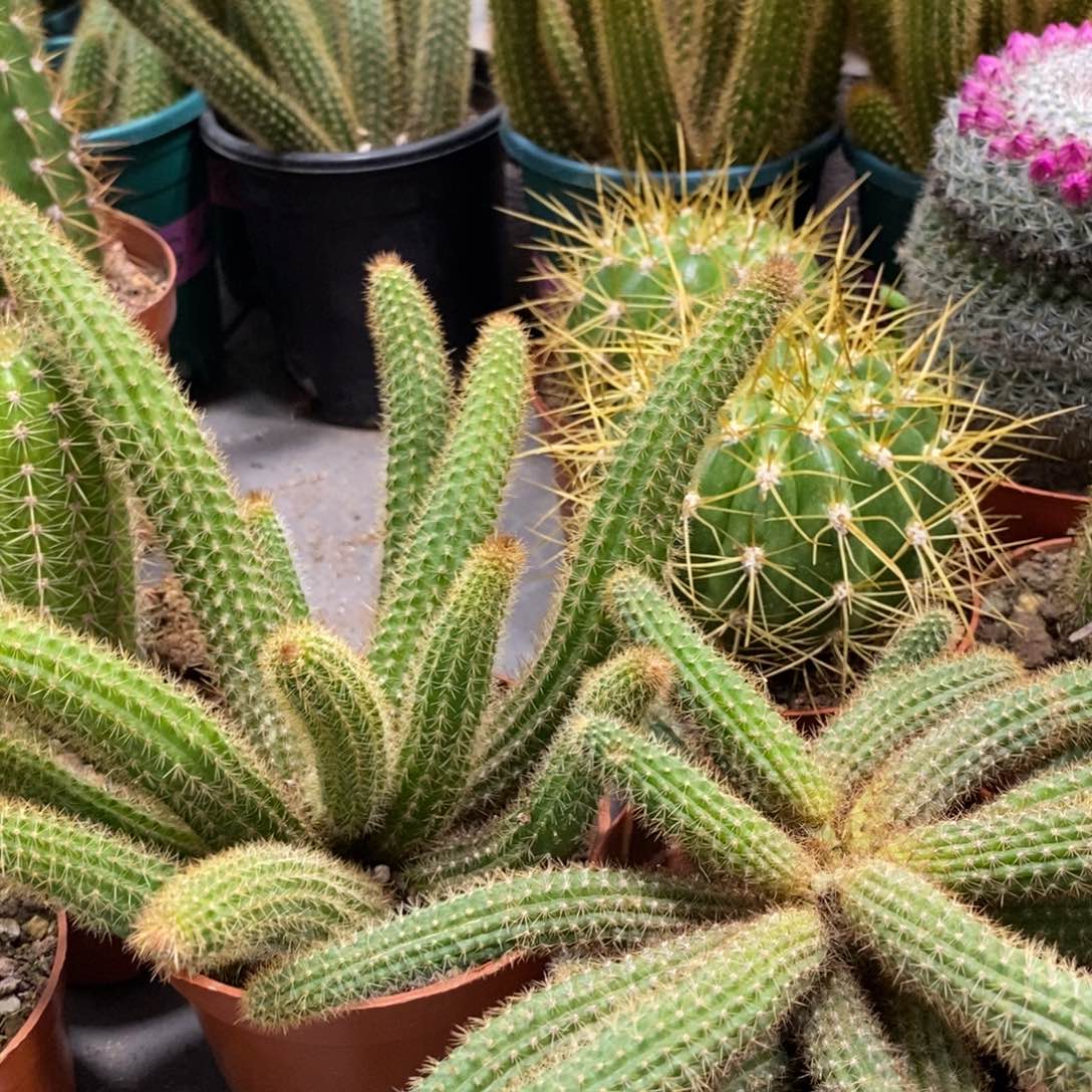 新品群生金妞橙仙子一杯