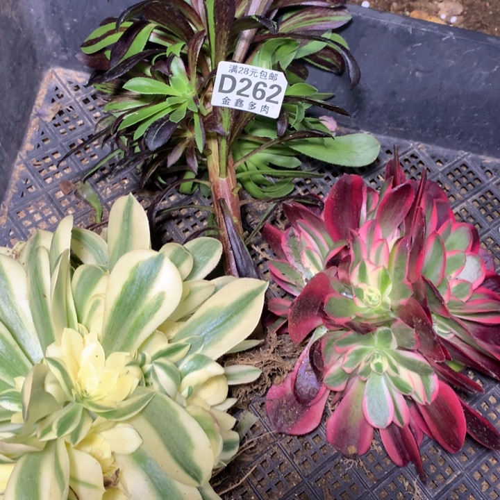 262多肉植物一物一拍