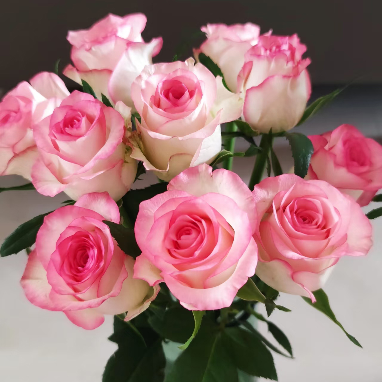 【艾莎】单头玫瑰新鲜鲜花花束云南昆明基地直发速递同城家用花