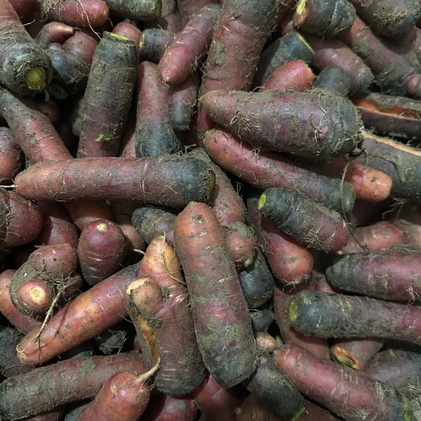 农家自家留种的老品种胡萝卜（不好看小个）