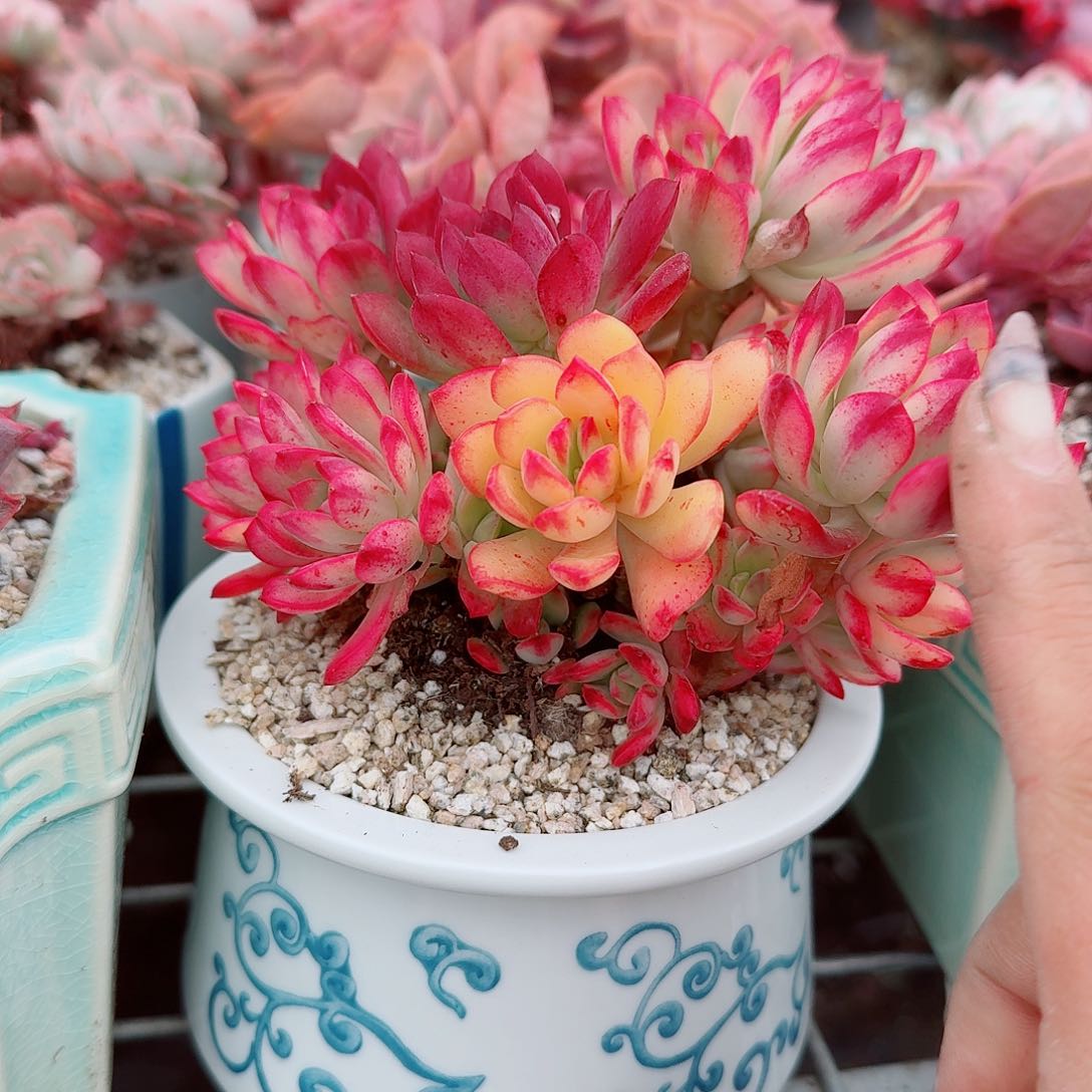 小叮当锦多肉植物