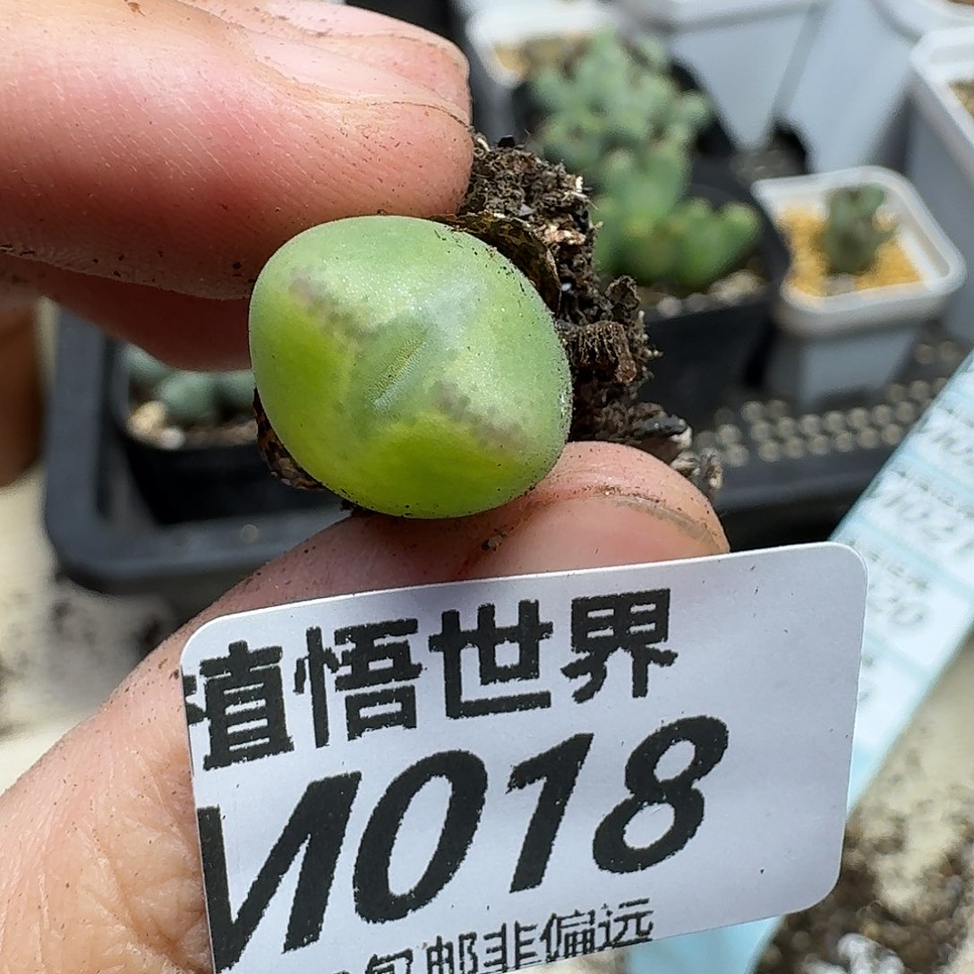 多肉植物的润泽fbbb