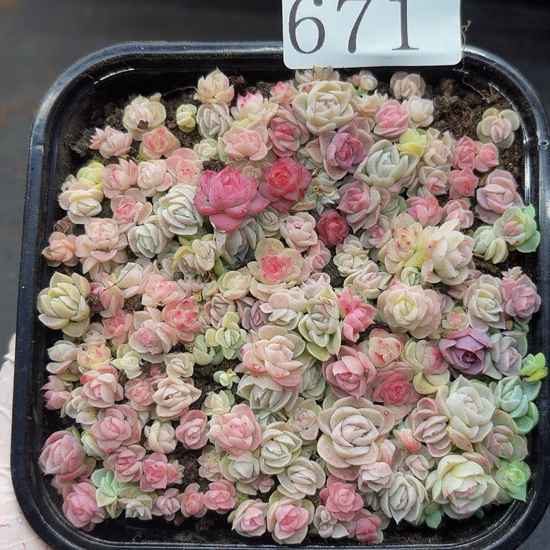 多肉植物多肉植物671