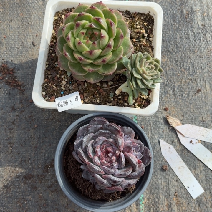 A***兰精品多肉植物冠服9厘米   2颗