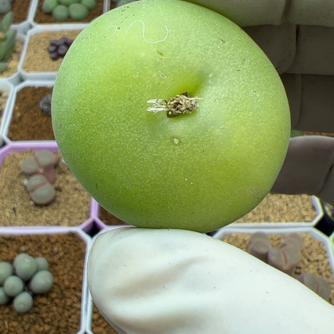 尺寸3.7空卡22071